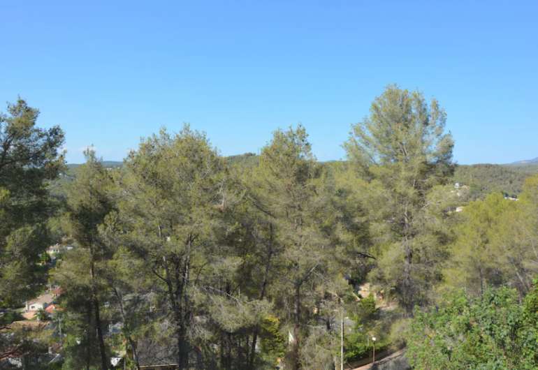 jardin avec arbres